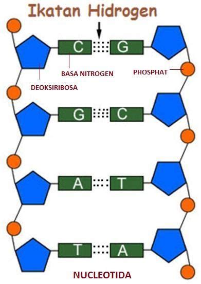 basa nitrogen yang terdapat dalam rna adalah  Tiga gugus fosfat yang terikat pada gula pentosa dilabeli dengan nama α, β, dan γ